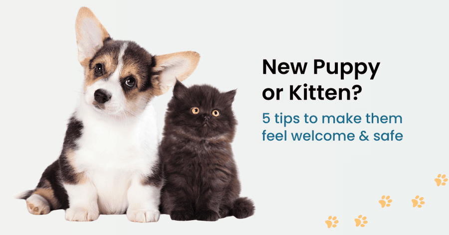 Make Your New Pet Feel at Home