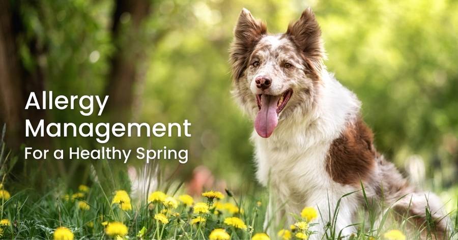 Seasonal Allergies in Dogs & Cats