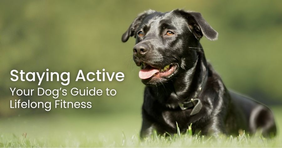 Helping Your Dog Stay Active, Healthy, and Thriving