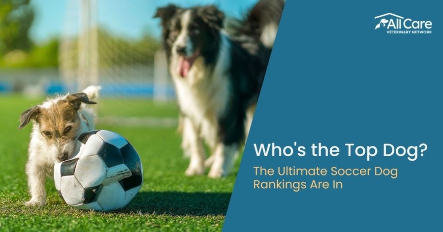Who’s the Top Dog?
