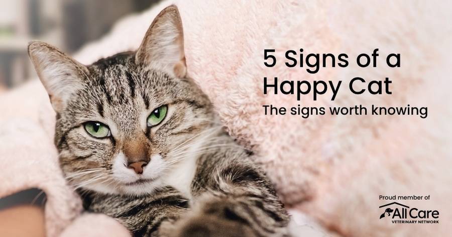 How to Keep Your Cat Happy & Healthy