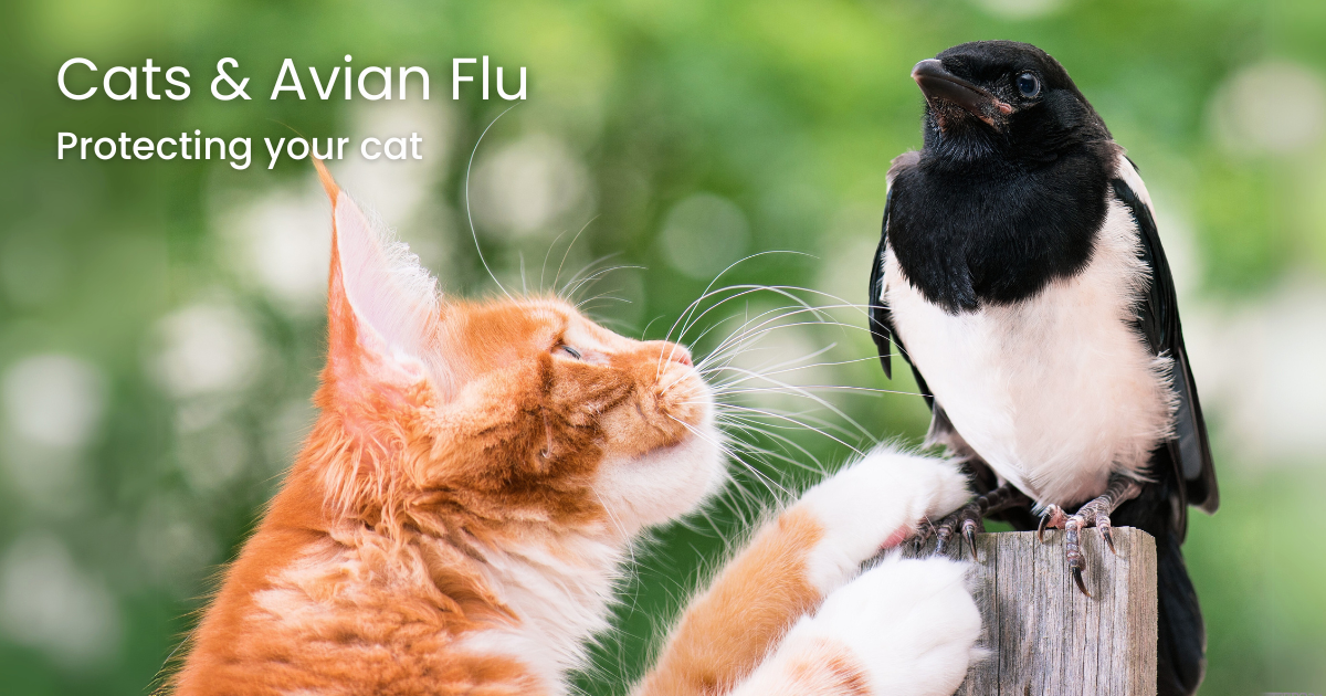 Avian Influenza (H5N1) in Cats