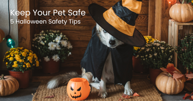 How to Keep Halloween Spooky Yet Safe