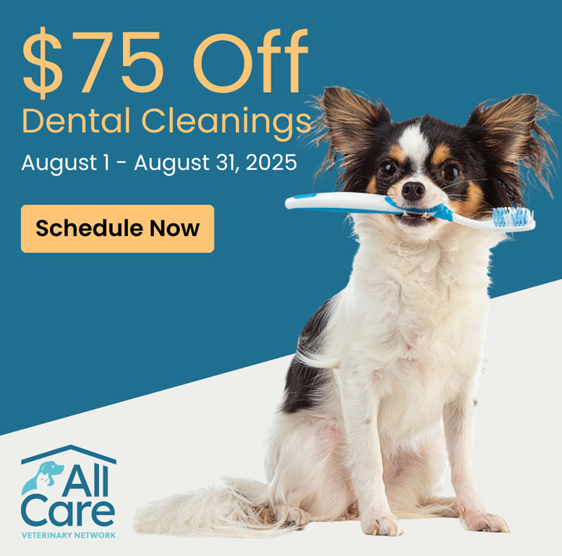 Pet Dental Cleaning Special Offer