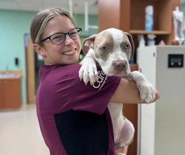 Covington Vet Careers