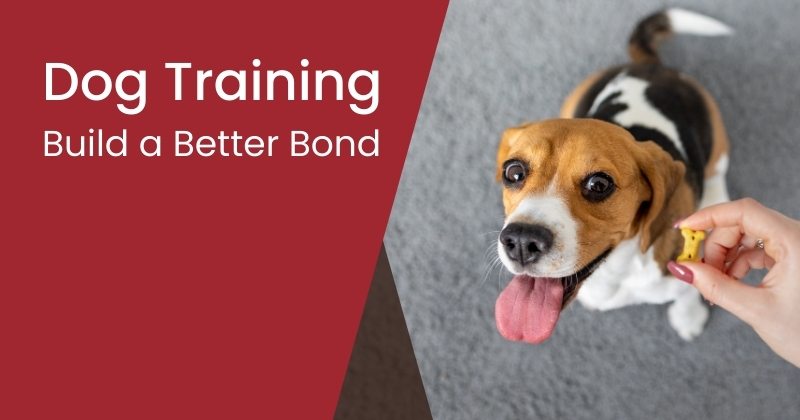 Dog Training Tips and Tricks