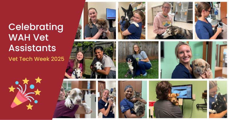 Celebrating Veterinary Technicians
