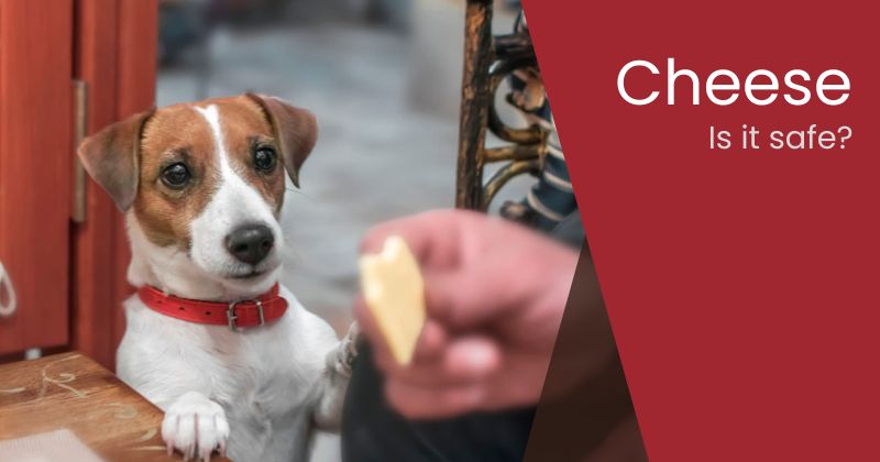 Can Dogs Eat Cheese? Is All Cheese Safe?