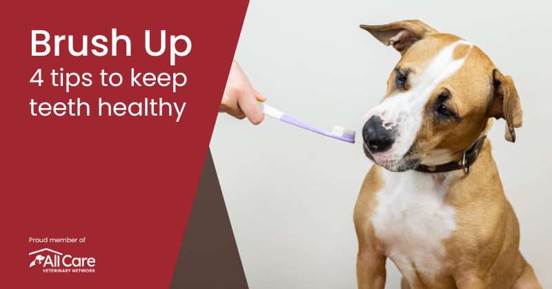 Brush Up on Your Pet’s Dental Health