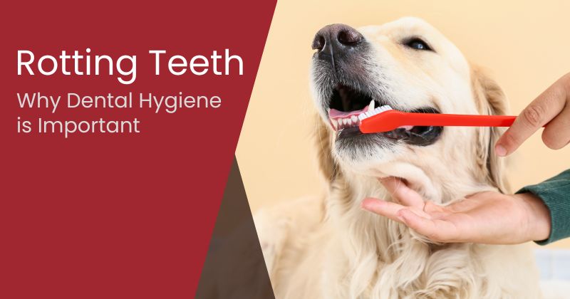 Dog Teeth Rotting: Why They Need Dental Treatments