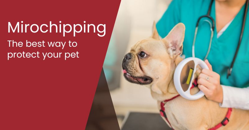 The Importance of Pet Microchipping