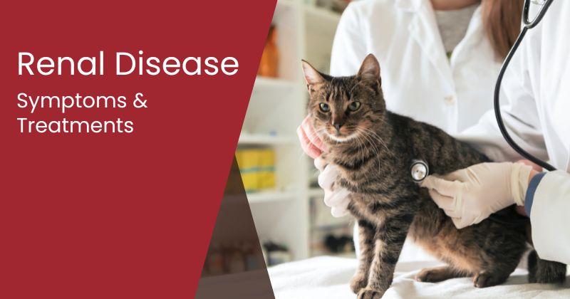 Renal Disease in Cats: Symptoms and Treatment